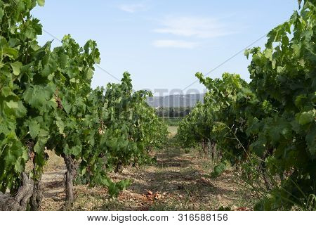 A Vineyards Landscape In South Of France