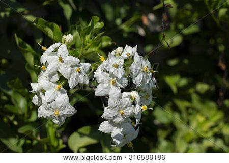 Close Up Of A White Jasmin Flower