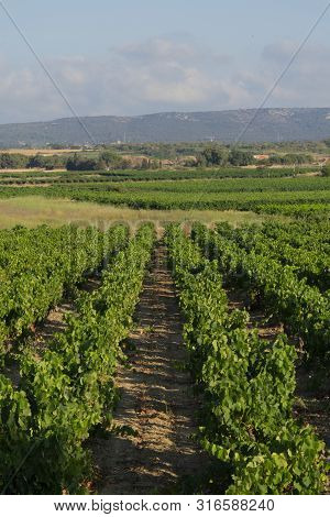View Of Some Vineyards In South Of France