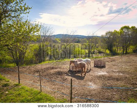 Two Horses Eating In A Field In South Of France