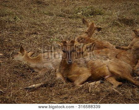 Some Deers Resting Quietliy In A Field