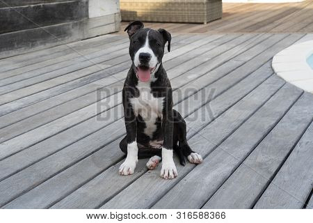 American Staffordshire Terrier Sitting On A Wooden Floor