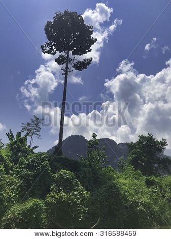 The Jungle Forest Inthailand With Blue Sky