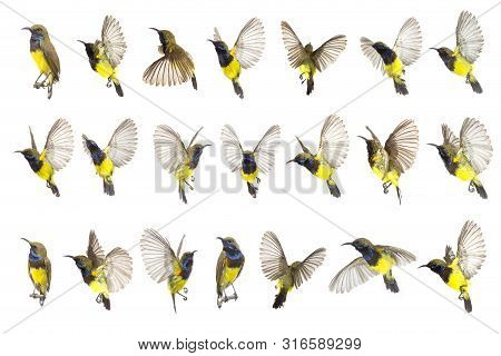 Beautiful Flying Bird (olive-backed Sunbird) Isolate On White Background. The Collection Birds