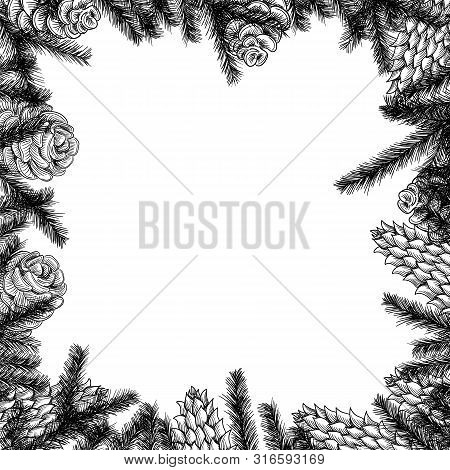 Cones Frame And Pine And Spruce Tree Branches. Vector Sketch Hand Drawn Illustration.