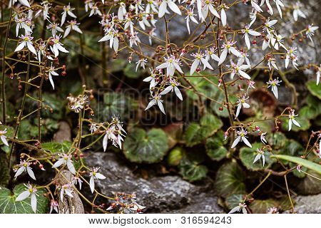 Strawberry Begonia In Bloom With Fancy Leaf Patternin Red  And Green