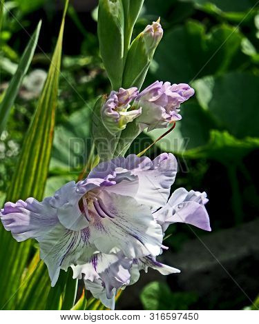 Light Lilac Gladiolus In The Garden On A Blurred Natural Background