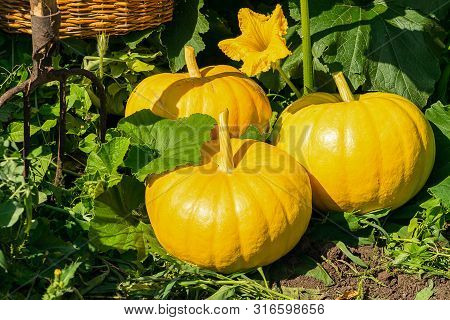 Fresh Ripe Organic Pumpkins On Green Grass Outdoors. Autumn And Summer Harvest Concept. Biofarm And 
