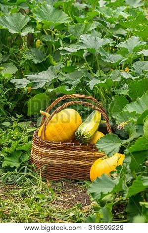 Fresh Ripe Organic Pumpkins Wicker Basket On Green Grass Outdoors. Autumn And Summer Harvest Concept