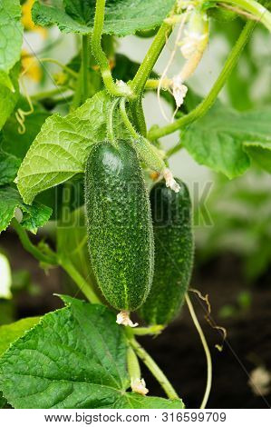 Fresh Ripe Organic Cucumbers On A Green Vine Outdoors. Autumn And Summer Harvest Concept. Biofarm An