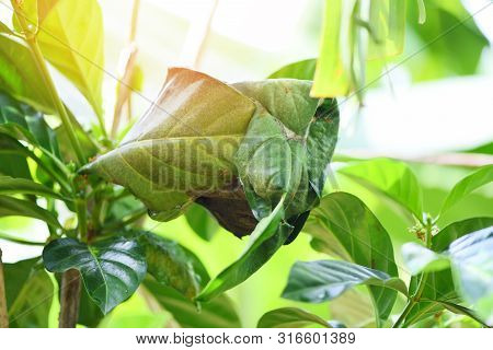 Ant Nest On The Tree / Red Ants Working Weaver Nest With Green Leaves On The Nature Forest On Summer