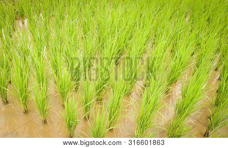Planting Rice On Rainy Season Asian Agriculture / The Farmer Planting On The Organic Paddy Rice Farm