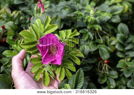 Flower Of Pink Dogrose Growing In Nature In Female Hand Holds A Branch Of A Dogrose With Leaves