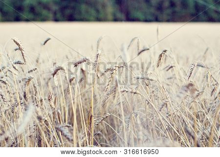 Ears Of Wheat.  Golden Wheat Field And Sunny Day