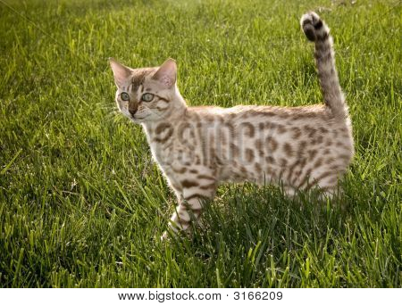 Bengálsko kotě s úsměvem