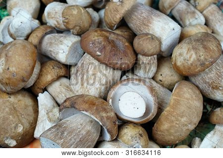 Boletus Edible Mushrooms. Forest Fungi Boletus. Nature Background Texture. Boletus Edulis.