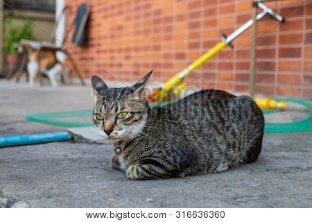 The Cat Was Lying Alongside The Outer Wall Of The House
