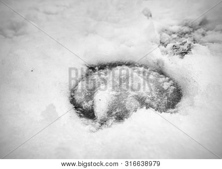 Horse Galloping Foot Print In Snow Covered Ground With Stalks