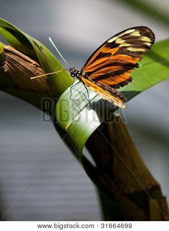 ผีเสื้อ Longwing เสือเหลือง