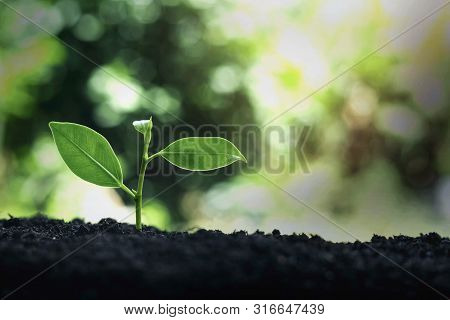 Small Plant Growth On The Soil Nature