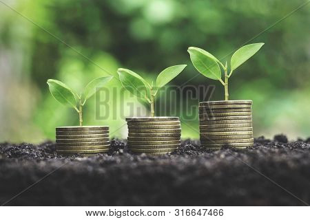 Coins Stack With Step Growing Plant And Sunshine Background. Concept Saving Money