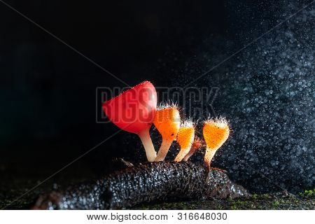 Macro Photography Of Cookeina Mushroom In Rainforest, Tiny Orange Cookeina Mushroom, Champagne Mushr