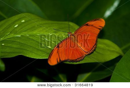 Julia Longwing Butterfly