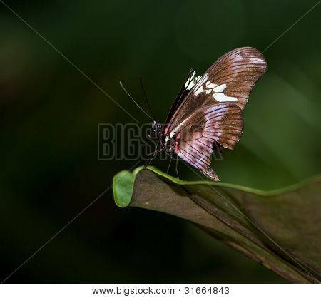 Orange Heliconius hecale