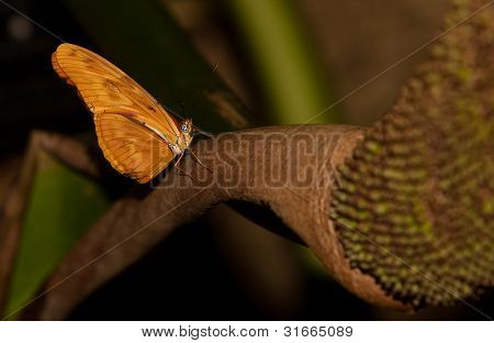 Julia Longwing Butterfly