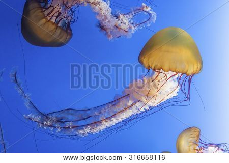 Orange Jellyfish (chrysaora Fuscescens Or Pacific Sea Nettle) In Blue Ocean Water