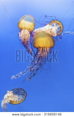 Orange Jellyfish (chrysaora Fuscescens Or Pacific Sea Nettle) In Blue Ocean Water