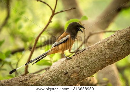 The Rufous Treepie (dendrocitta Vagabunda) Sitting On Branch And Screaming, Native To The Indian Sub