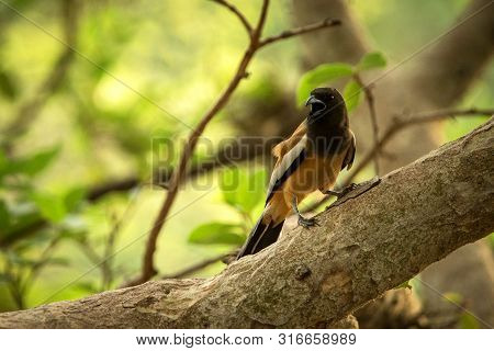 The Rufous Treepie (dendrocitta Vagabunda) Sitting On Branch And Screaming, Native To The Indian Sub