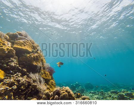 Underwater Life Landscape. Fish Shoal At Coral Reef Ocean Underwater