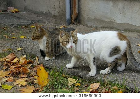 Animals, Pets, Stray Cats Concept. Stray Cat Outdoors. Pets, Animals, Cats Concept. Cat On The Stree