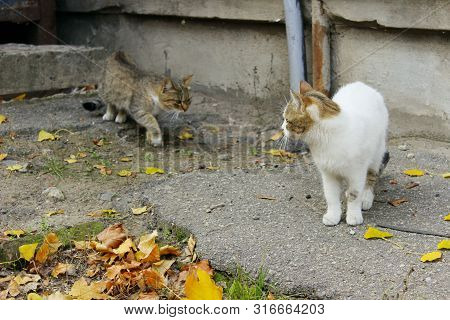 Animals, Pets, Stray Cats Concept. Stray Cat Outdoors. Pets, Animals, Cats Concept. Cat On The Stree