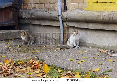Animals, Pets, Stray Cats Concept. Stray Cat Outdoors. Pets, Animals, Cats Concept. Cat On The Stree