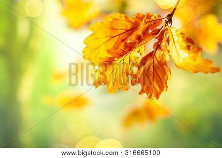 Autumn yellow leaves  of oak tree in autumn park. Fall background with leaves. Beautiful autumn landscape.