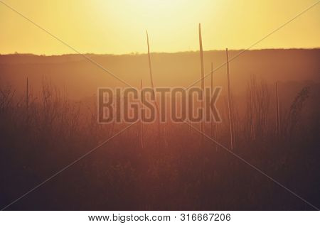 Australian Landscape Scene Of Backlit Silhouettes Of Xanthorrhoea Grass Tree Flower Spikes At Sunset