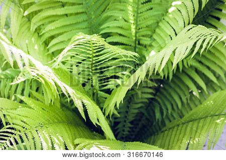 Fern (polypodiophyta) With Green Leaves Texture Background, Plants In A Garden
