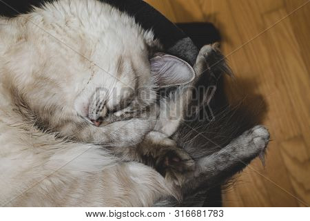 Twisted In The Ball Sleeping Siberian Neva Masquerade Cat On Her Round Bed And With One Paw Placed O