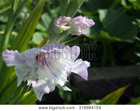 Light Lilac Gladiolus In The Garden On A Blurred Natural Background