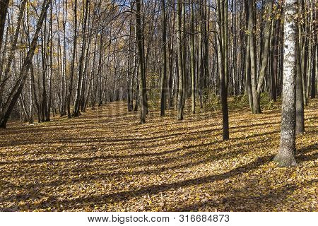 Footpath In The Landscape Reserve Teply Stan, Covered With Fallen Yellow Leaves. Sunny Day In Octobe