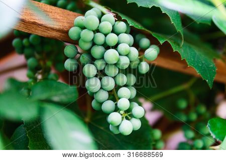 Green Grapes On A Branch In The Garden