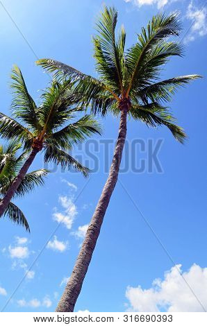 Coconut Palms Against A Background Of Bright Blue Sky And Wisps Of White Clouds.