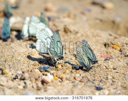 Group Of Beautiful White Blackveined Butterflyes On Beach Sand