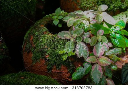 The Beautiful Episcia And Moss Is Growing On A Jar In Tropical Garden Decor.