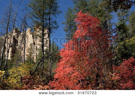 Herbst Farben einige Bäume rot, andere gelbe im Wald in der Nähe von Sedona.