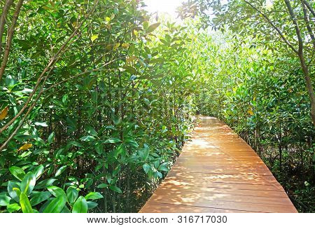 A Wooden Walkpath Through Mangrove Forest Located In Chanthaburi Province,thailand