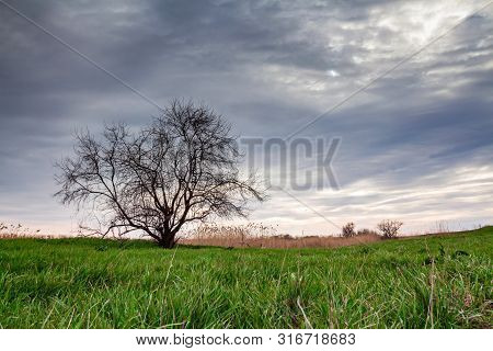 Lonely Bare Tree In Summer Steppe And Sky Beautiful Landscape